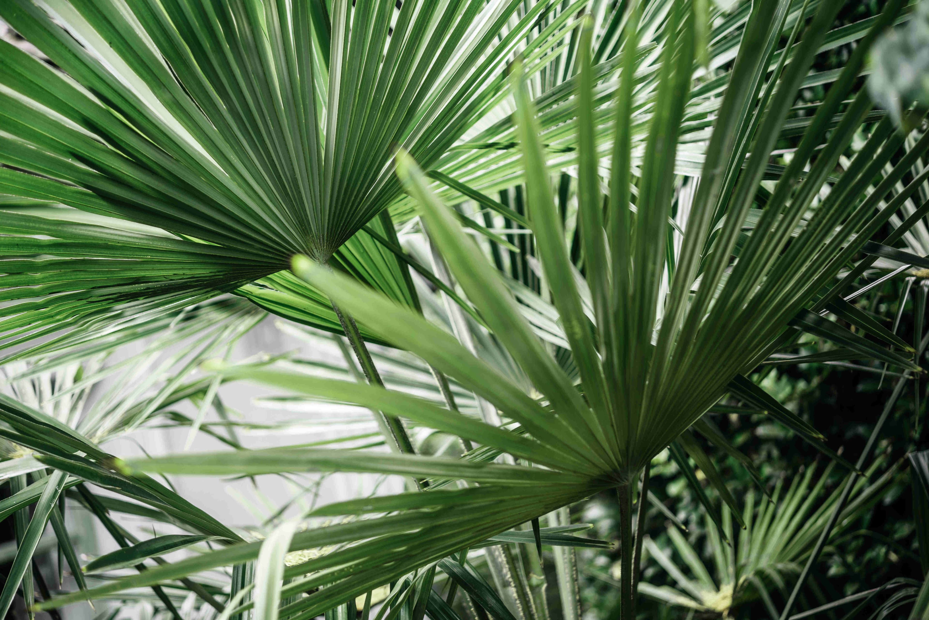 Saw palmetto: придобивки, внес и можни несакани ефекти