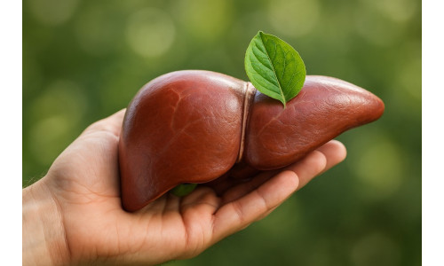 Природни методи за детоксикација на црниот дроб и жолчката Природни методи за детоксикација на црниот дроб и жолчката