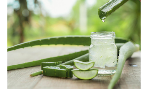 Што лекува Алое Вера? – Безброј здравствени придобивки