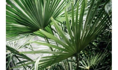 Saw Palmetto – придобивки, внес и  потенцијални несакани ефекти